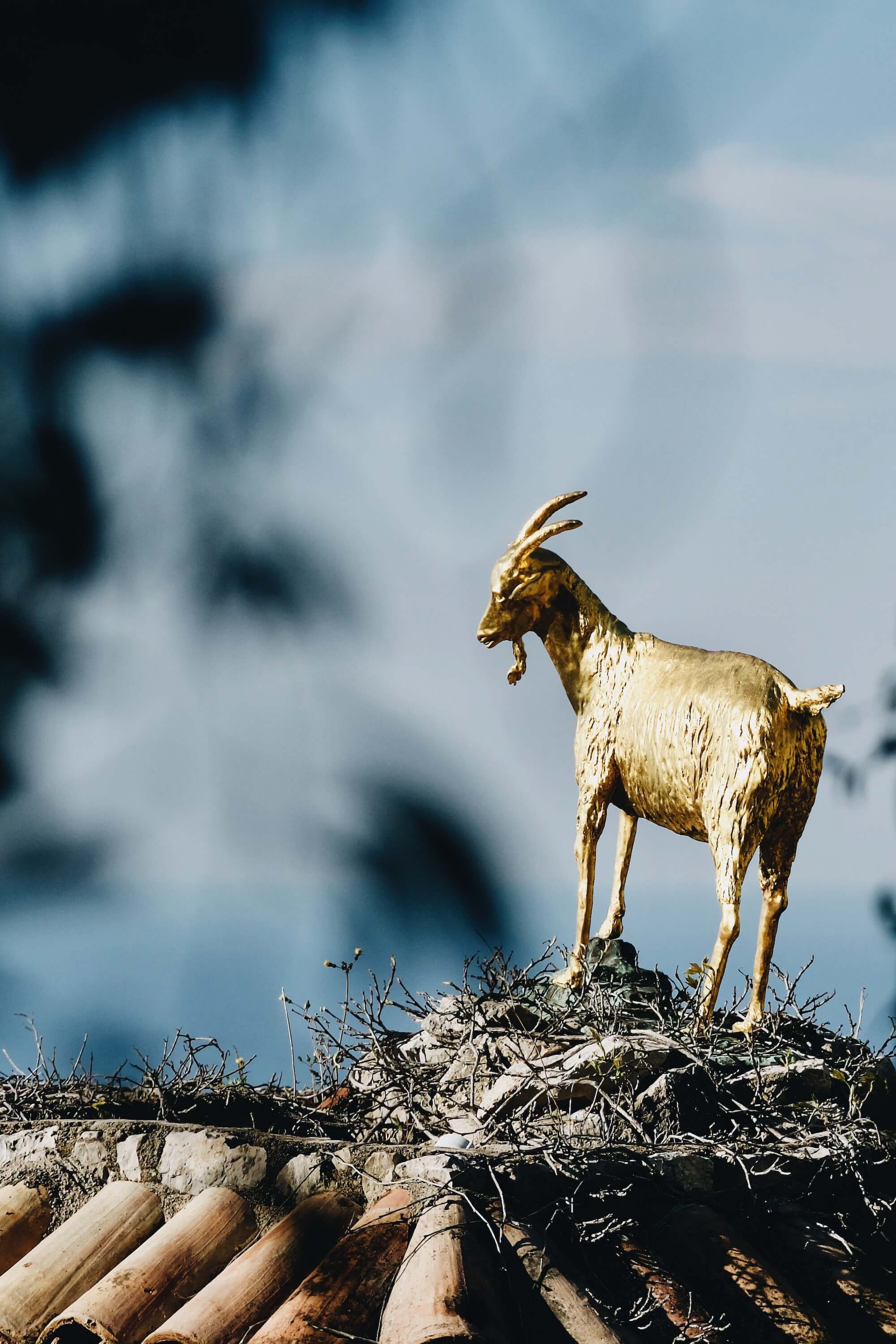 The golden goat